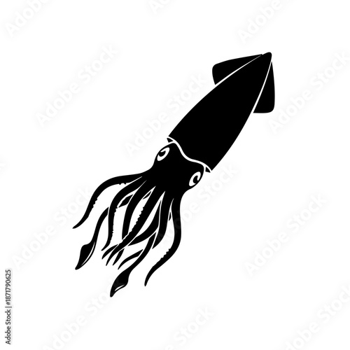 Squid illustration