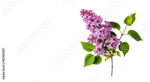 Ultra-realistic UHD photo of common lilac branch with delicate purple-pink flowers and green leaves, isolated on transparent with copy space. Pristine spring floral advertising concept.