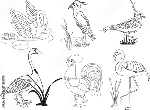 set of birds