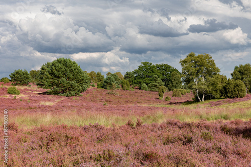 Wunderschöne, blühende Heidelandschaft bei Undeloh in der Lüneburgerheide mit kleinen Birken und tollen Wolken.