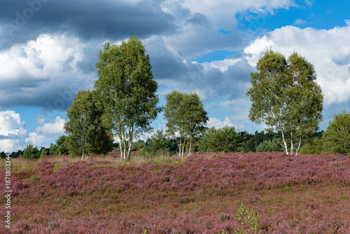 Wunderschöne, blühende Heidelandschaft bei Undeloh in der Lüneburgerheide mit kleinen Birken und tollen Wolken.