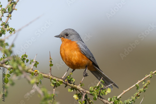 Silver Bird ,an Old World flycatcher bird native to Eastern Africa on a tree branch.