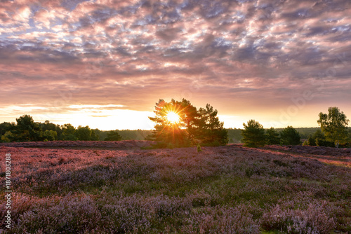 Versteckter Sonnenaufgang in der Lüneburger Heide hinter einer Krüppelkiefer