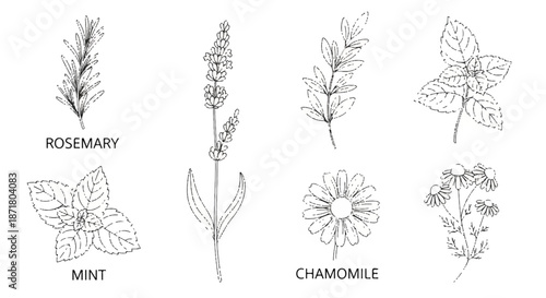 Set of Botanical Herb Sketches Including Lavender Chamomile and Leaves Vector Illustration