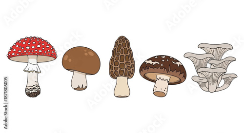 Set of Edible Mushrooms Including Button Morel and Shiitake Varieties