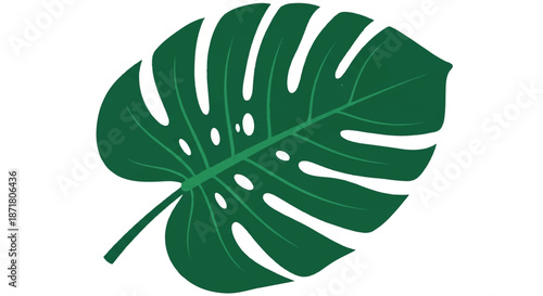 Large Tropical Monstera Deliciosa Leaf Vector Illustration Isolated on White