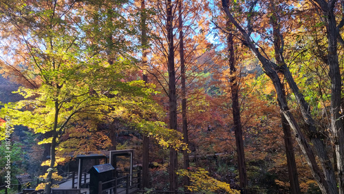햇살 가득한 가을 공원 풍경