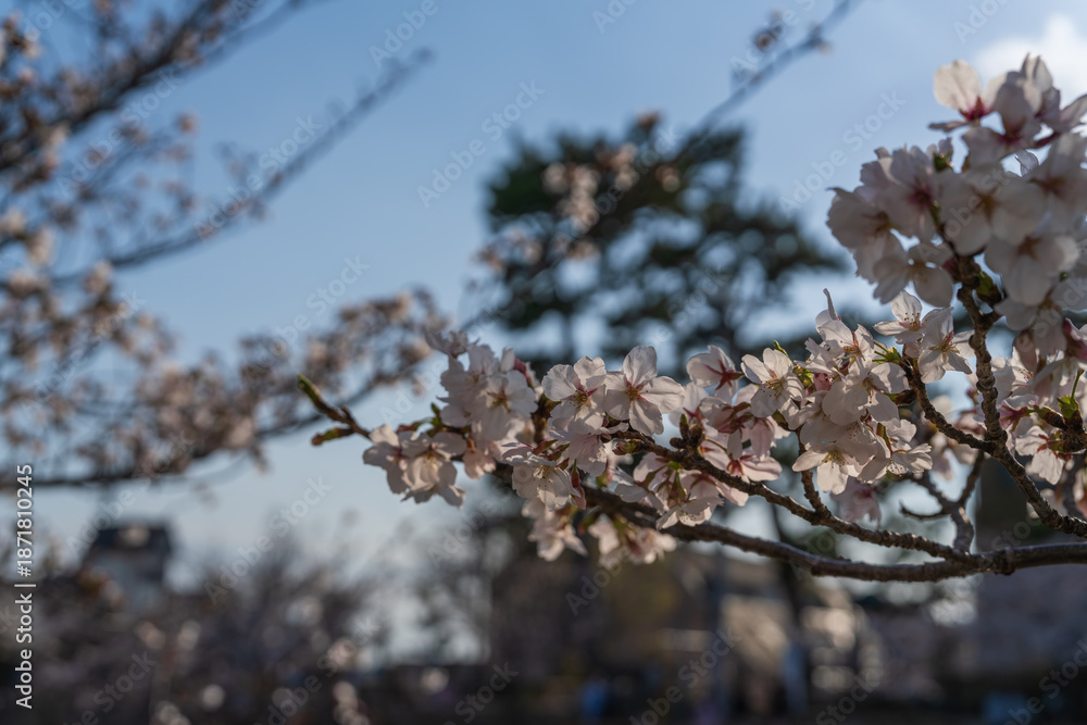 Fototapeta premium 青空に映える桜の花と枝のクローズアップ