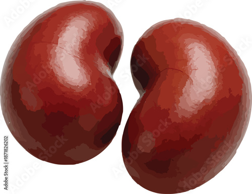 Two Kidney Beans Illustration on White Background legumes
