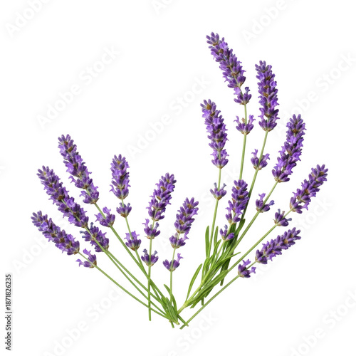 Fresh lavender sprigs, purple blossoms, green stems, curved on white background with negative space; top-down studio shot, concept of natural beauty and elegance