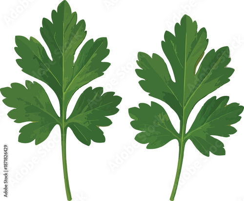 Two Parsley Leaves on White Background herb green