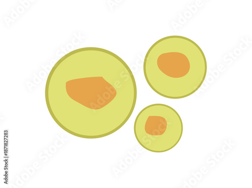 Peroxisomes Cell Anatomy Illustration
