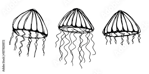 Set of hand drawn jellyfish doodle Sea animal illustration Cute marine underwater creature Medusa sketch clipart Single element for web, design, decor, children's print