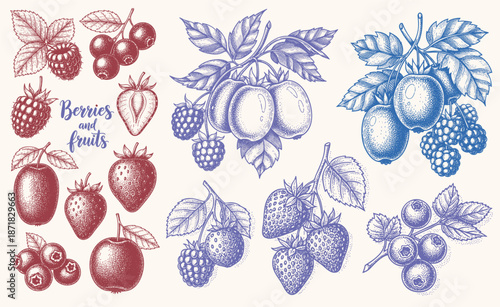 Berries and fruits drawing collection. Hand drawn berry and fruit sketch. Vector illustration. Engraved style.