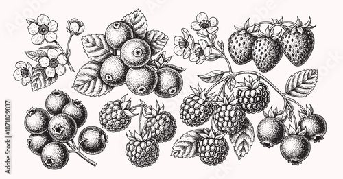Berries and fruits drawing collection. Hand drawn berry and fruit sketch. Vector illustration. Engraved style.