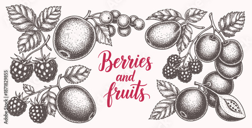 Berries and fruits drawing collection. Hand drawn berry and fruit sketch. Vector illustration. Engraved style.