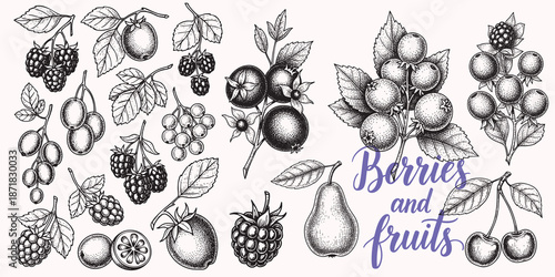 Hand drawn collection of fruits and leaves in vintage engraving style