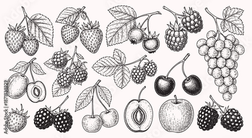 Berry hand drawn vector set fruit botany illustration berries engraving doodle sketch etch line currant raspberry strawberry blueberry cherry gooseberry dessert ingredient black white isolated graphic