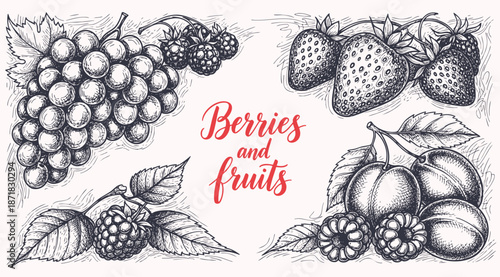 Berry hand drawn vector set fruit botany illustration berries engraving doodle sketch etch line currant raspberry strawberry blueberry cherry gooseberry dessert ingredient black white isolated graphic