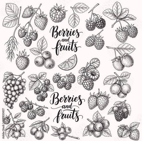 Berry hand drawn vector set fruit botany illustration berries engraving doodle sketch etch line currant raspberry strawberry blueberry cherry gooseberry dessert ingredient black white isolated graphic