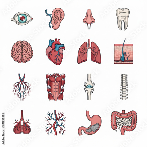 Human Organs and Five Senses Icon Set