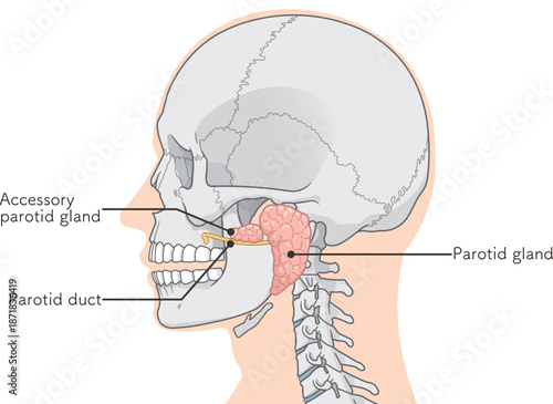 耳下腺のイラストparotid gland illustration