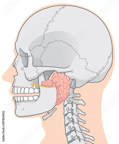 耳下腺のイラストparotid gland illustration