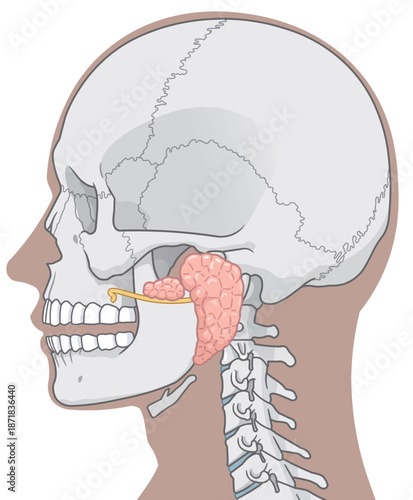 耳下腺のイラストparotid gland illustration