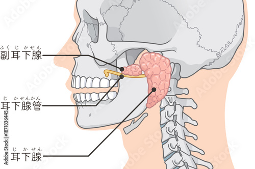 耳下腺のイラストparotid gland illustration