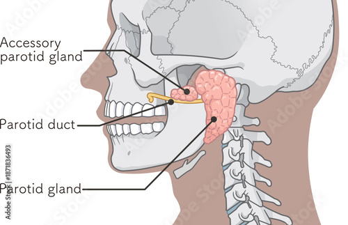 耳下腺のイラストparotid gland illustration