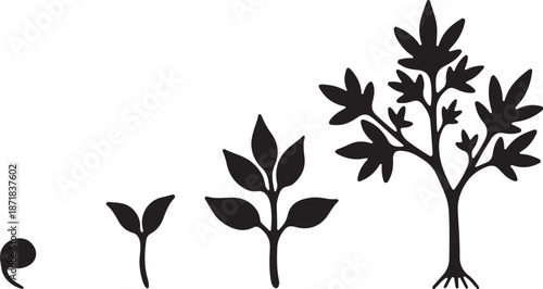 Growth stages of a plant from seed to tree