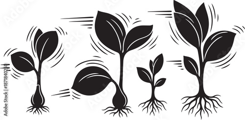 Growth stages of plants in black and white