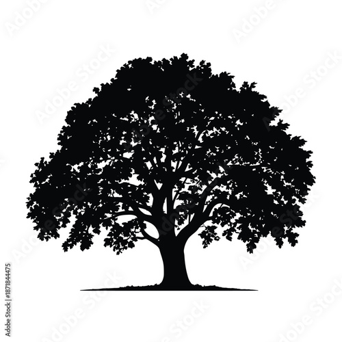 A striking silhouette of a lush full tree against a white background