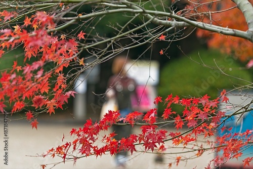 紅葉したもみじと歩く人