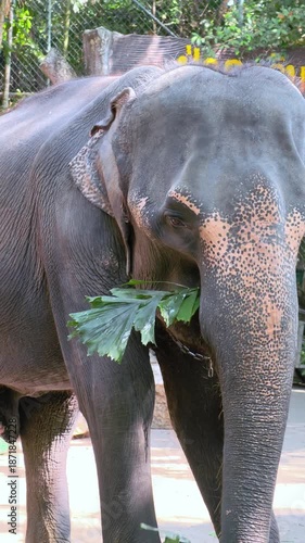 Elephant eating green plants in the park, on a sunny day in Thailand. Indian elephant standing and eating leaves. 