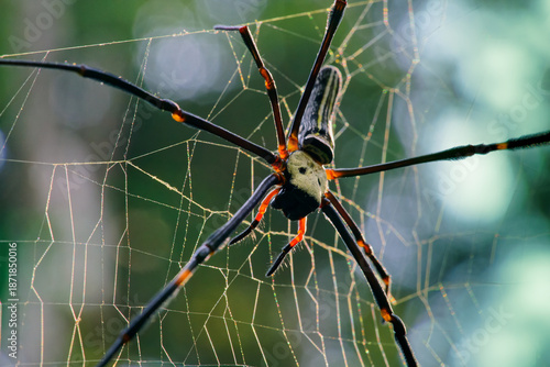 Spider Nephila pilipes on her web. Famous and big spider in asia