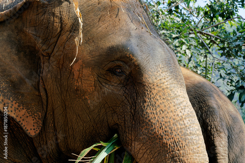 thai elephant near chiang mai