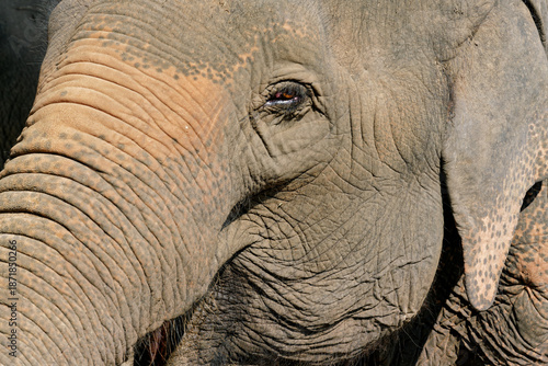 thai elephant near chiang mai