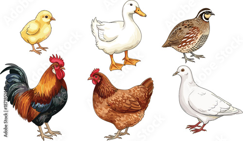 Vector illustration set of farm birds including rooster, hen, chick, duck, quail and pigeon, poultry livestock collection isolated on white background, farm.