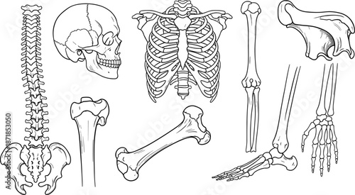 Human bone collection set including skull, spine, rib cage, pelvis, arm, leg, hand and foot bones in hand drawn line art style illustration.