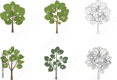 Cotton plant illustration set, botanical drawing styles, cotton boll sketches, educational plant art, vector and line art bundle