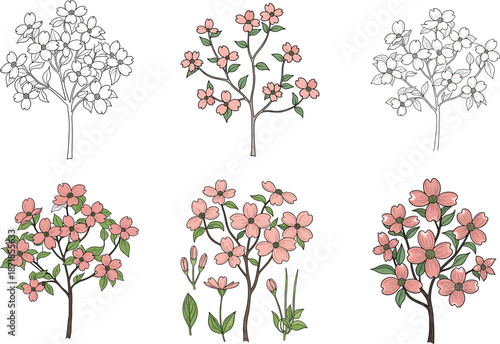 Dogwood tree illustration, pink blossoms, botanical sketch, floral vector, branch drawing, plant anatomy, spring flowers, nature art, garden design, educational asset
