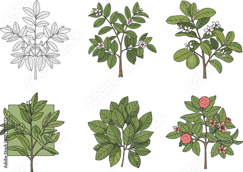 Guava plant growth stages, botanical illustration, flowering and fruiting cycle, educational nature art, foliage development, tropical agriculture visual guide
