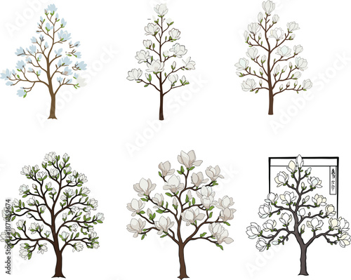 Magnolia tree illustration, white blossom trees, botanical art styles, nature graphic, spring bloom, Asian frame, cultural floral design