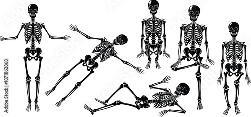 Human skeleton silhouette collection, anatomy bones poses set, medical education illustration vector isolated on white background