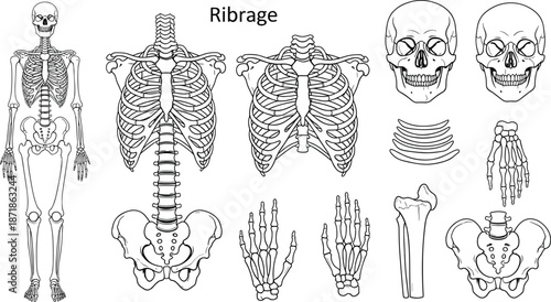 Human skeleton anatomy set, ribcage skull bones illustration, medical education diagram, isolated line art vector collection