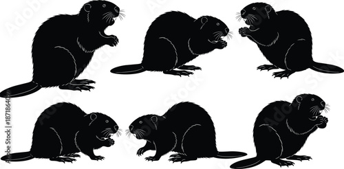 Beaver silhouette set, wild rodent animal collection, standing sitting chewing poses, forest wildlife, isolated vector illustration