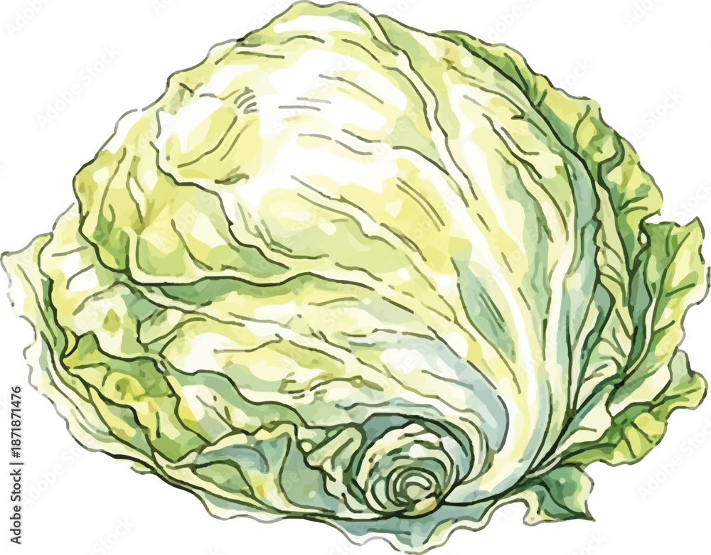 Obraz premium Watercolor Frisée Endive Curly Lettuce Fresh Illustration