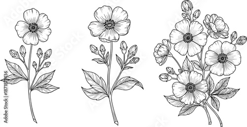 Hand drawn botanical flower line art set featuring elegant blooming wildflowers for floral illustration, wedding design, invitations and decorative projects