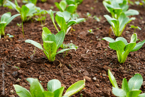 Φωτογραφία Fresh green pak choy plants growing in soil at a vegetable farm